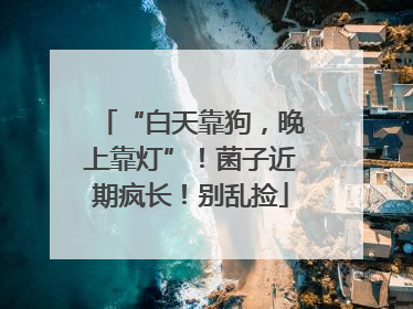“白天靠狗，晚上靠灯”！菌子近期疯长！别乱捡