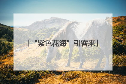 “紫色花海”引客来
