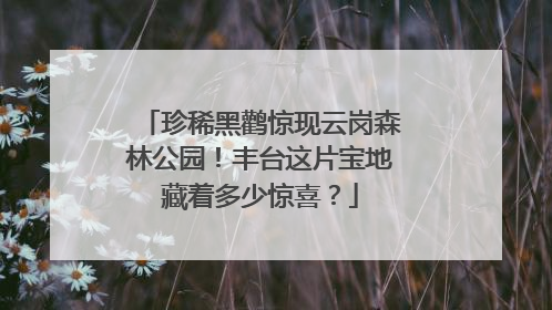 珍稀黑鹳惊现云岗森林公园！丰台这片宝地藏着多少惊喜？