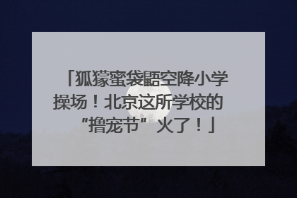 狐獴蜜袋鼯空降小学操场！北京这所学校的“撸宠节”火了！