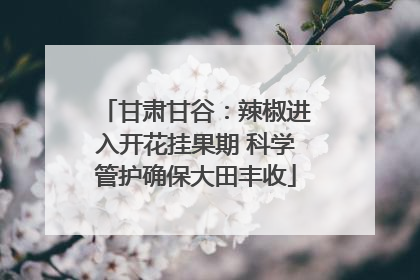甘肃甘谷：辣椒进入开花挂果期 科学管护确保大田丰收