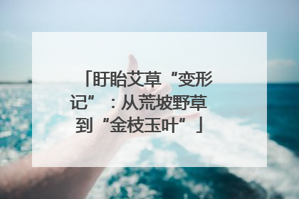 盱眙艾草“变形记”：从荒坡野草到“金枝玉叶”