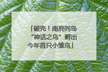 破壳！南麂列岛“神话之鸟”孵出今年首只小雏鸟