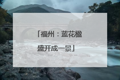 福州：蓝花楹盛开成一景