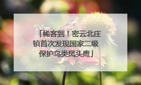 稀客到！密云北庄镇首次发现国家二级保护鸟类凤头鹰