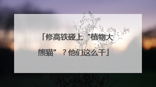 修高铁碰上“植物大熊猫”？他们这么干