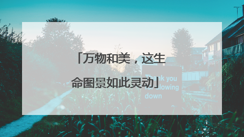 万物和美，这生命图景如此灵动