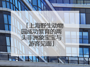 上海野生动物园成功繁育的两头非洲象宝宝与游客见面