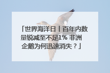 世界海洋日丨百年内数量锐减至不足1% 非洲企鹅为何迅速消失？