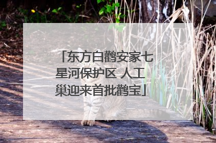 东方白鹳安家七星河保护区 人工巢迎来首批鹳宝