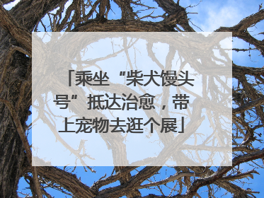 乘坐“柴犬馒头号”抵达治愈，带上宠物去逛个展