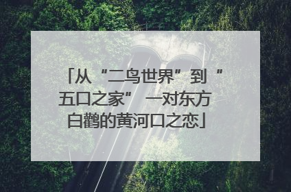 从“二鸟世界”到“五口之家” 一对东方白鹳的黄河口之恋