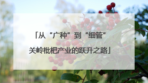 从“广种”到“细管” 关岭枇杷产业的跃升之路