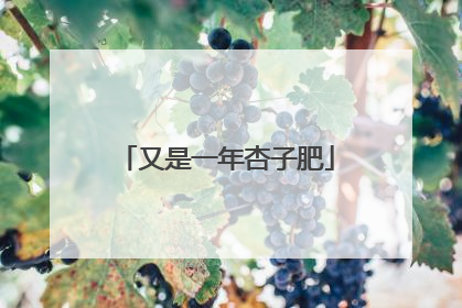 又是一年杏子肥