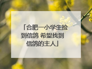 合肥一小学生捡到信鸽 希望找到信鸽的主人