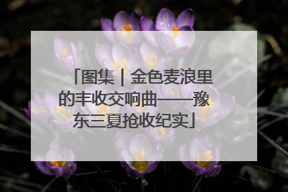 图集｜金色麦浪里的丰收交响曲——豫东三夏抢收纪实