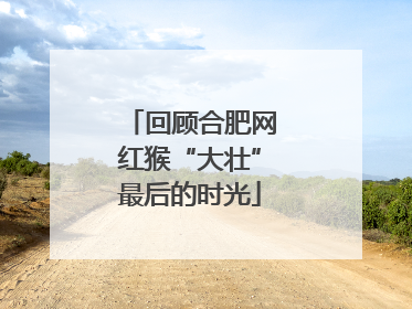 回顾合肥网红猴“大壮”最后的时光