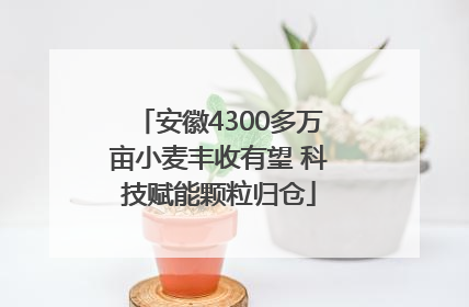安徽4300多万亩小麦丰收有望 科技赋能颗粒归仓