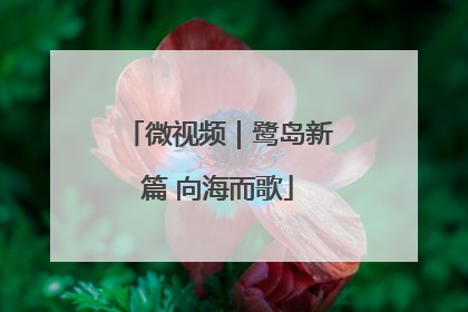 微视频｜鹭岛新篇 向海而歌
