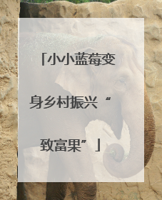 小小蓝莓变身乡村振兴“致富果”