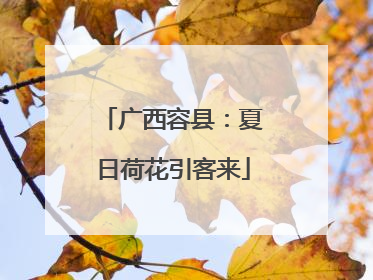 广西容县：夏日荷花引客来