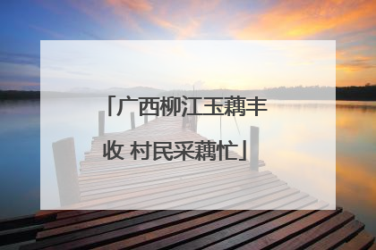 广西柳江玉藕丰收 村民采藕忙