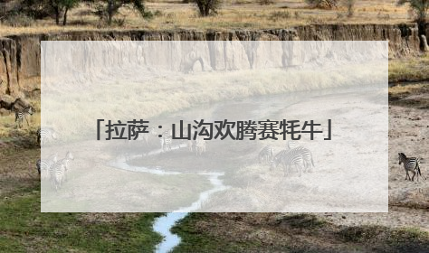 拉萨：山沟欢腾赛牦牛