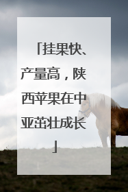 挂果快、产量高，陕西苹果在中亚茁壮成长