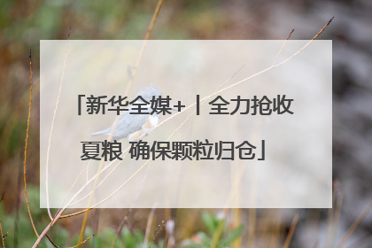 新华全媒+丨全力抢收夏粮 确保颗粒归仓