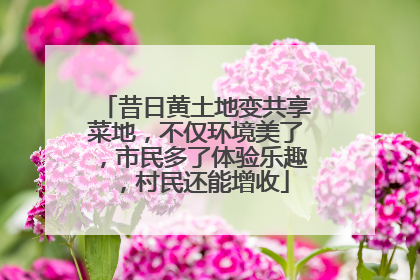 昔日黄土地变共享菜地，不仅环境美了，市民多了体验乐趣，村民还能增收