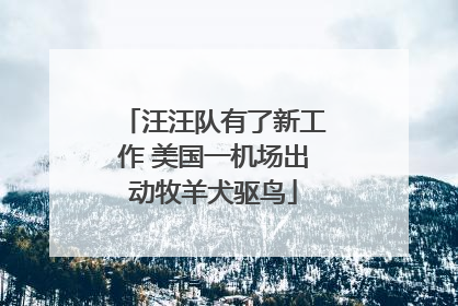 汪汪队有了新工作 美国一机场出动牧羊犬驱鸟