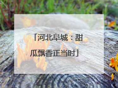 河北阜城：甜瓜飘香正当时