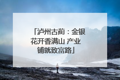 泸州古蔺：金银花开香满山 产业铺就致富路