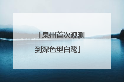 泉州首次观测到深色型白鹭