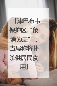 津巴布韦保护区“象满为患”，当局称将扑杀供居民食用
