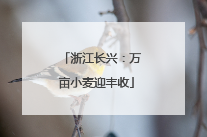 浙江长兴：万亩小麦迎丰收