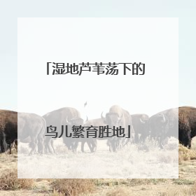 湿地芦苇荡下的鸟儿繁育胜地