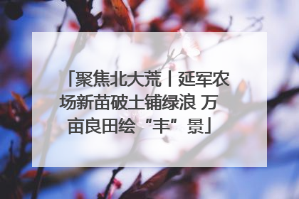 聚焦北大荒丨延军农场新苗破土铺绿浪 万亩良田绘“丰”景