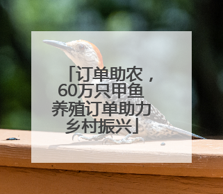 订单助农，60万只甲鱼养殖订单助力乡村振兴