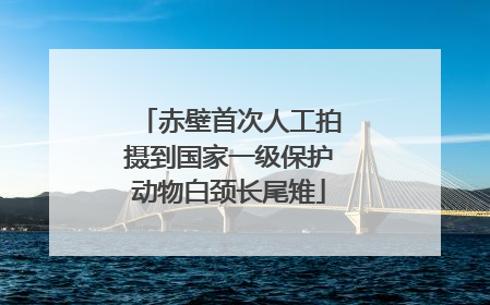 赤壁首次人工拍摄到国家一级保护动物白颈长尾雉