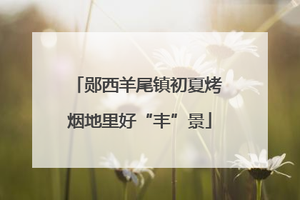 郧西羊尾镇初夏烤烟地里好“丰”景