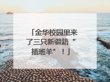 金华校园里来了三只新疆籍“插班羊”！