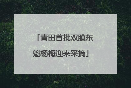 青田首批双膜东魁杨梅迎来采摘