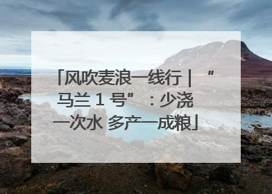 风吹麦浪一线行｜“马兰 1 号”：少浇一次水 多产一成粮