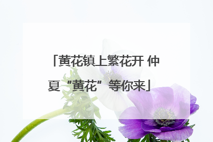 黄花镇上繁花开 仲夏“黄花”等你来