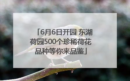 6月6日开园 东湖荷园500个珍稀荷花品种等你来品鉴
